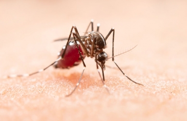 Những điều cần biết để phòng chống sốt xuất huyết 